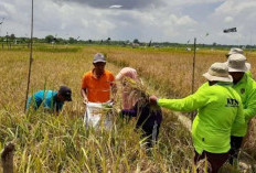 Program Cetak Sawah Terkendala Lahan