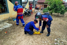 Damkartan Amankan Ular Kobra Sepanjang 1,2 Meter 