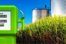 Ramah Lingkungan, Ini 8 Tanaman yang Bisa Menghasilkan Zat Bioetanol, Apa Saja?