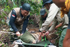 Masyarakat Diminta Jaga Habitat Harimau Sumatera