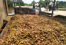 Harga Pinang Sentuh Rp 15.000 per Kg, Menjelang Hari Raya Idul Fitri
