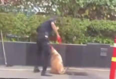 Akhir Kasus Sekuriti Mal Plaza Indonesia yang Pukul Anjing & Videonya Viral Berakhir Damai dan Batal di Pecat 