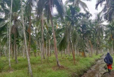 Dampak Musim Kemarau, Tiga Komoditi Perkebunan Warga di Tanjab Timur Merosot Drastis