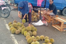 Penjualan Durian di Bungo Cukup Menjanjikan