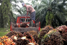 Harga Tandan Buah Segar (TBS) Kelapa Sawit di Provinsi Jambi Turun Lagi