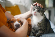  Cara Bikin Rumah Aman dan Nyaman untuk Hewan Peliharaan