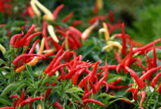 Manfaat Cabai Bisa Cegah Kanker