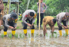 Kapolres Sarolangun Turun ke Sawah, Tanam Padi Dukung Program 100 Hari Kerja Presiden Prabowo