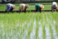 Dorong Petani Tanam Padi Dua Kali Setahun