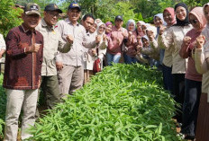 Wabup Khafidh Panen Sayur, Ditanam di Lahan Perkarangan Kantor TPH Merangin