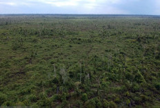 Kemenhut Tahan Warga Jambi, Diduga Terlibat Jual Beli 106 Hektare Lahan Tahura OKH 