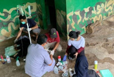 Beruang Madu Hasil Evakuasi BKSDA Jambi Melahirkan Anak di TPS Mendalo Darat