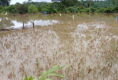 20 Hektare Sawah Gagal Panen, Akibat Tanaman Terendam Banjir