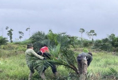 Balai Taman Nasional Musnahkan Sawit Ilegal Lahan 98,8 Hektare Masuk Kawasan TNBS 