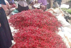 Harga Cabai Merah Sentuh RP 120 Ribu per Kg, Memasuki Awal Tahun di Tanjab Timur