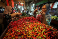 Harga Cabai Makin Pedas, Imbas Gagal Tanam di Musim Elnino