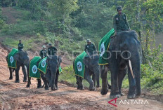 BKSDA Jambi Pastikan Tim Giring Kawanan Gajah Masuk Hutan Setelah Terjadi Insiden Fatal