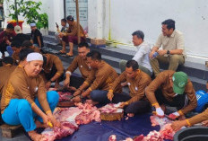 Sambut Idul Adha 1446 H, Kejaksaan Tinggi Jambi Kurban 12 Ekor Sapi