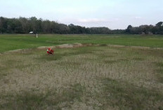 Ribuan Hektar Sawah di Tebo Kekeringan