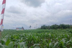 Luas Panen Jagung Jambi 1.514 Hektare