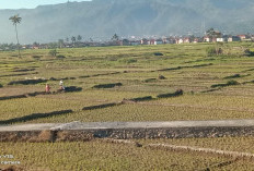 Petani Cemas, Sawah Mulai Kekeringan, Tanaman Padi Baru Umur Seminggu 