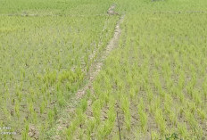 Lahan Sawah Kekeringan Terus Bertambah 