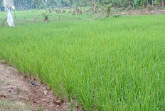 Puluhan Hektare Sawah Terancam Gagal Panen, Imbas Turunnya Debit Air Sungai Bernai