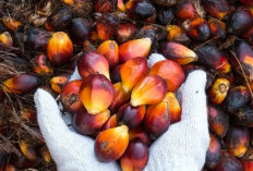 Terbongkar! 282 Perusahaan Diduga Akali Ekspor CPO, Rugikan Negara Ratusan Miliar Rupiah