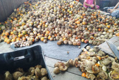 Harga Pinang Tembus Rp 24 Ribu Perkilogram, Petani Kembali Bergairah