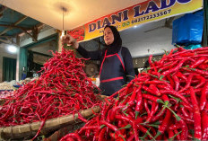 Harga Cabai Merah Tembus Rp120 Ribu per Kilogram  di Wilayah Kabupaten Muaro Jambi