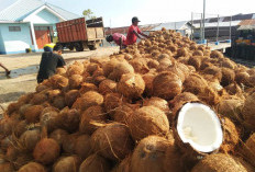 Hanya Bisa Panen 4 Kali Setahun, Petani Kelapa di Tanjabtim
