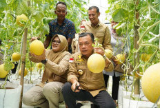 Tinjau Jalan dan Panen Perdana Melon Premium, Kunjungan Gubernur Jambi ke Kabupaten Tanjab Timur 