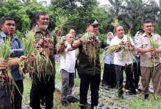 Merangin Panen Perdana Bawang Merah