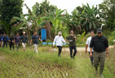 Cek Cetak Sawah di Muara Bungo, Kementan Turun Langsung Cek Progres Lapangan 