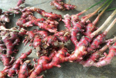 Jahe Merah Terbukti Ampuh Redakan Rematik