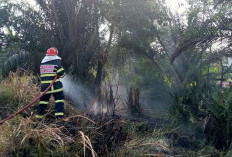 Dinas Damkartan Kota Jambi Padamkan Kebakaran Lahan 