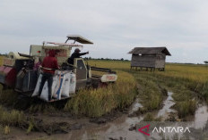 Kabupaten Penajam Ajak Petani Milenial Penuhi Kebutuhan Pangan IKN