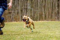 Puluhan Anjing Liar Mengancam Keselamatan Warga Sabak Barat Tanjab Timur