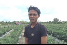 Petani Menangis Buang Cabai Busuk, Hasil Panen Diserang Hama Jamur
