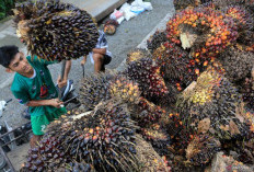 Indonesia Buktikan Diskriminasi Uni Eropa Atas Minyak Sawit