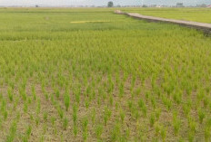 Sawah Petani Kerinci Mulai Kekeringan, Sungai Batang Merao Menurun Drastis Akibat Kemarau