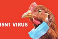 WHO dan FDA Peringatkan tentang Flu Burung H5N1 dan Kontaminasi Susu Mentah