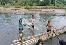 Warga Tebat Tanjung Belit Berbondong-bondong Buka Lubuk Larangan di Sungai Batang Asam