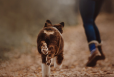 Arti Mimpi Dikejar Anjing: Pertanda Buruk atau Baik?