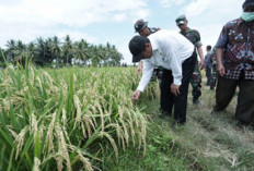 Menteri Pertanian Tingkatkan Volume Pupuk Bersubsidi hingga 9,55 Juta Ton!