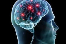 Tingkatkan Fungsi Otak dengan Rutin Mengonsumsi 8 Makanan Super 