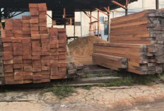 Kepergok Curi Kayu Bulian, Pria di Jambi Nyaris Babak Belur