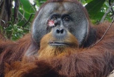 Wow Hebat! Orang Utan Asal Sumatera Bisa Obati Luka Sendiri Menggunakan Salep Alami