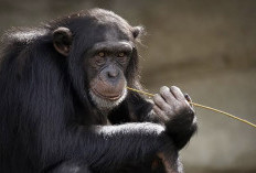 Simpanse di Alam Liar Ternyata Rutin Konsumsi Alkohol dari Buah Fermentasi 