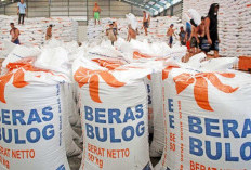 Stok Beras Aman Hingga 4 Bulan ke Depan, Bulog Jambi: Masih Bisa Distribusi Beras di 3 Wilayah Indonesia